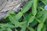 Virginia dayflower