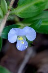 Virginia dayflower