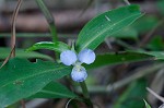 Virginia dayflower