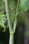 Poison hemlock