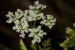 Poison hemlock