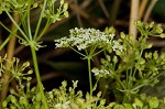 Poison hemlock