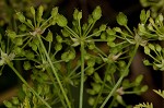 Poison hemlock