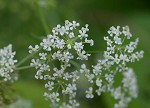 Poison hemlock