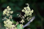 Poison hemlock