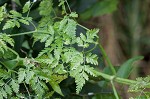 Poison hemlock