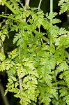 Poison hemlock