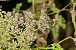 Poison hemlock