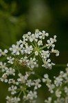 Poison hemlock