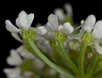 Poison hemlock