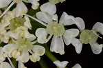 Poison hemlock