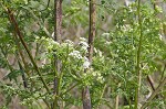 Poison hemlock