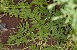 Poison hemlock