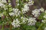 Poison hemlock