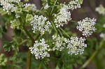 Poison hemlock