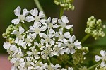 Poison hemlock