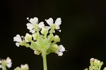 Poison hemlock