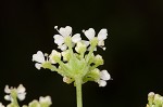 Poison hemlock