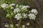 Poison hemlock