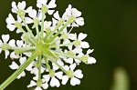 Poison hemlock