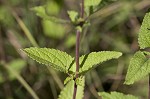 Blue mistflower