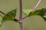 Blue mistflower