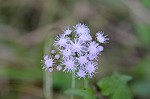 Blue mistflower