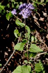 Blue mistflower