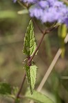 Blue mistflower