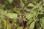 Blue mistflower