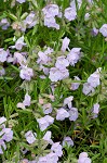 Cumberland false rosemary