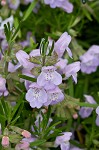 Cumberland false rosemary