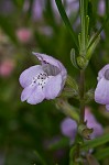 Cumberland false rosemary