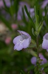 Cumberland false rosemary