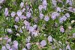 Cumberland false rosemary