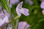 Cumberland false rosemary