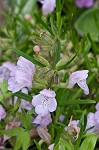 Cumberland false rosemary