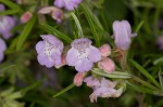 Cumberland false rosemary