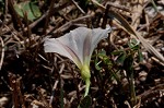 Field bindweed