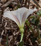 Field bindweed