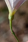 Field bindweed