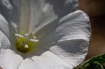 Field bindweed