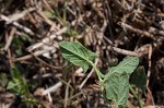 Field bindweed