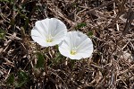 Field bindweed