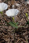 Field bindweed