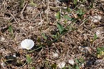 Field bindweed