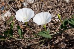 Field bindweed