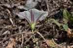 Field bindweed