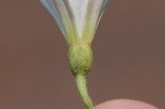 Field bindweed