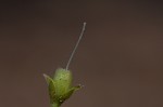 Field bindweed